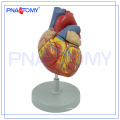 ПНТ-0405 2 раза увеличены 4 части биологической медицинской преподавания сердце 3D модель